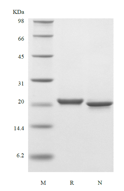 Recombinant Human TNF Ligand-related Molecule 1/TNFSF15