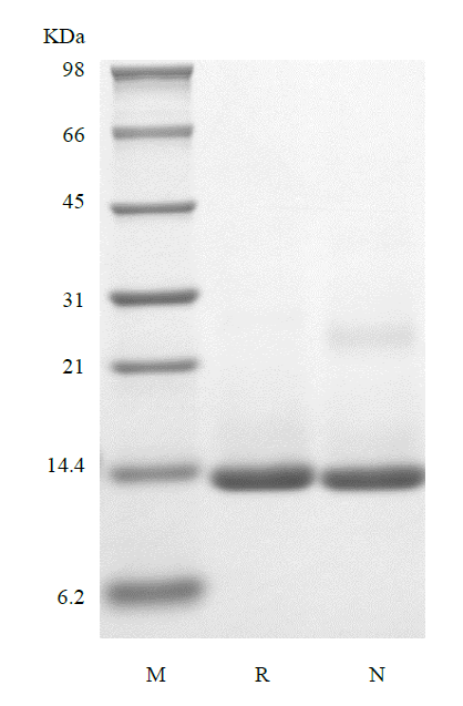 Recombinant Human Activation-induced TNFR member Ligand/TNFSF18