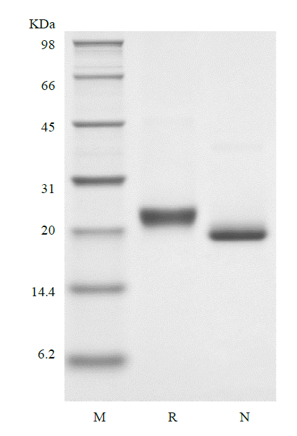 Recombinant Human soluble Tumor Necrosis Factor Receptor Type I/TNFRSF1A