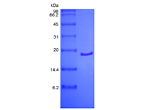 Recombinant Human Acidic Fibroblast Growth Factor, 2-155a.a.