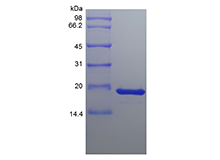 Recombinant Human Fibroblast Growth Factor 4