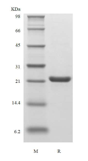 Recombinant Human Fibroblast Growth Factor 9