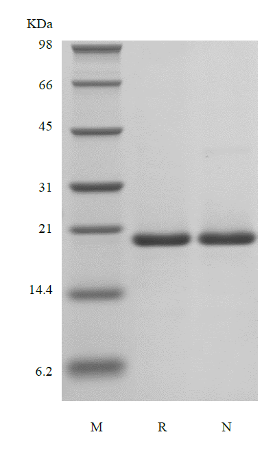 Recombinant Human Keratinocyte Growth Factor-2/FGF-10