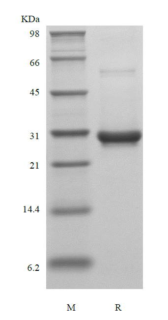 Recombinant Human Fibroblast Growth Factor 13