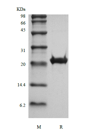 Recombinant Human Fibroblast Growth Factor 16