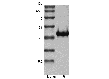 Recombinant Human Fibroblast Growth Factor 17