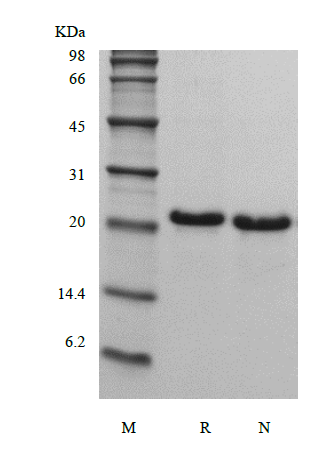 Recombinant Human Fibroblast Growth Factor 21