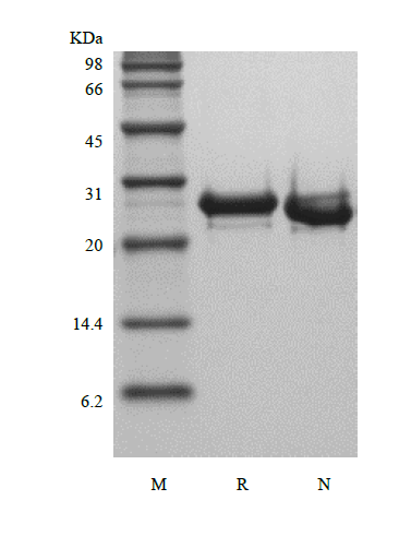 Recombinant Human Fibroblast Growth Factor 23