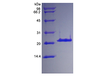 Recombinant Human Insulin-like Growth Factor-Binding Protein 3