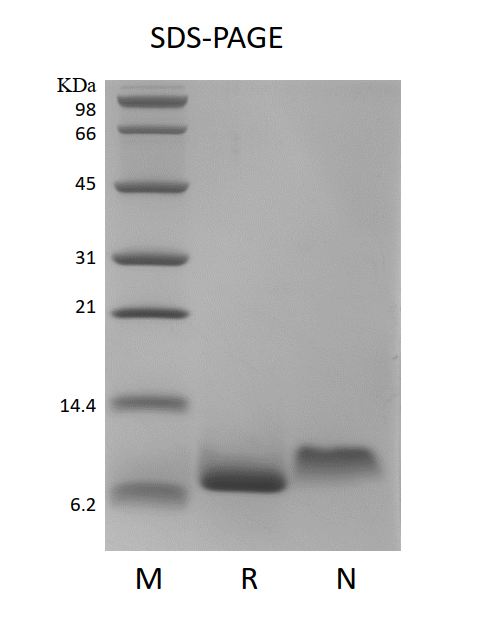 Recombinant Human Insulin-like Growth Factor-1, 15N Stable Isotope Labeled High purity