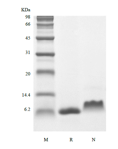 Recombinant Human Insulin-like Growth Factor-1 V44M