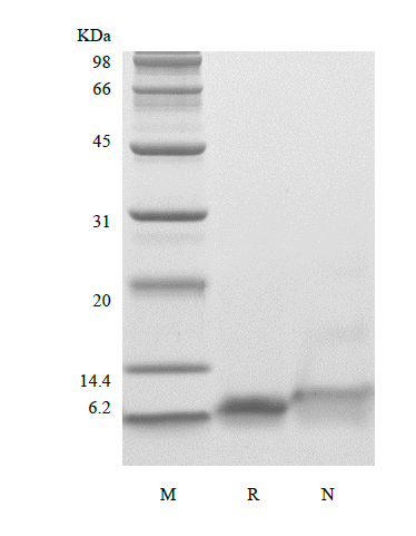 Recombinant Human Insulin-like Growth Factor-1 R36Q