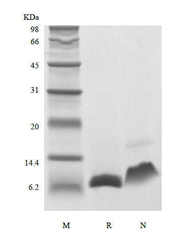 Recombinant Human Insulin-like Growth Factor-1 A67T