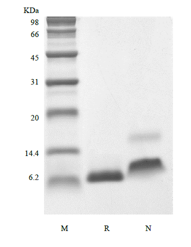 Recombinant Human Insulin-like Growth Factor-1 A70T