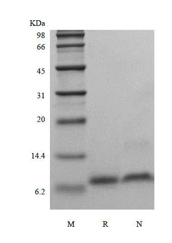 Recombinant Human Epigen