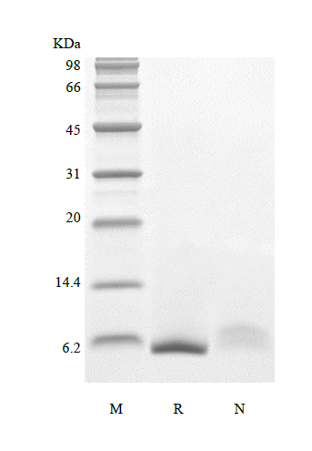 Recombinant Human Epiregulin