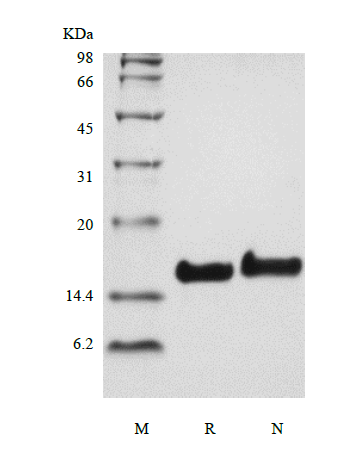 Recombinant Human Amphiregulin