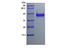 Recombinant Human Cysteine-rich Angiogenic Inducer 61