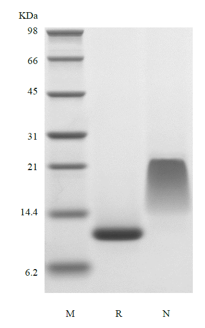 Recombinant Human Endocrine Gland-derived Vascular Endothelial Growth Factor