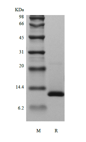 Recombinant Human Transforming Growth Factor - beta 2