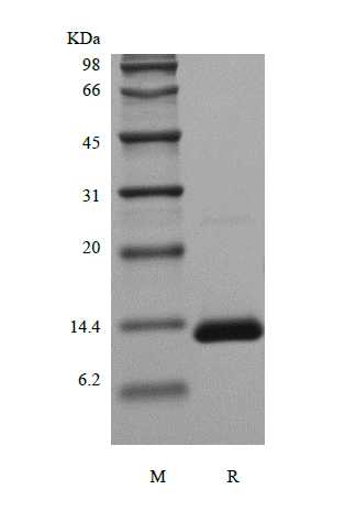 Recombinant Human Transforming Growth Factor - beta 1