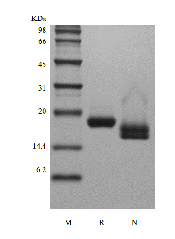 Recombinant Human Interferon-alpha1a