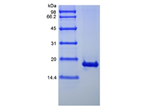 Recombinant Human Interferon-alpha1b