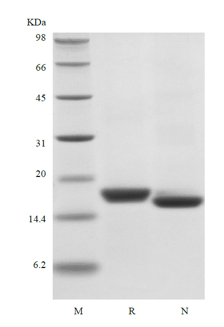 Recombinant Human Interferon-alpha2a