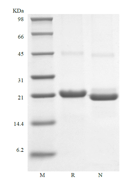 Recombinant Human Novel Neurtrophin-1/B-Cell Stimulating Factor-3