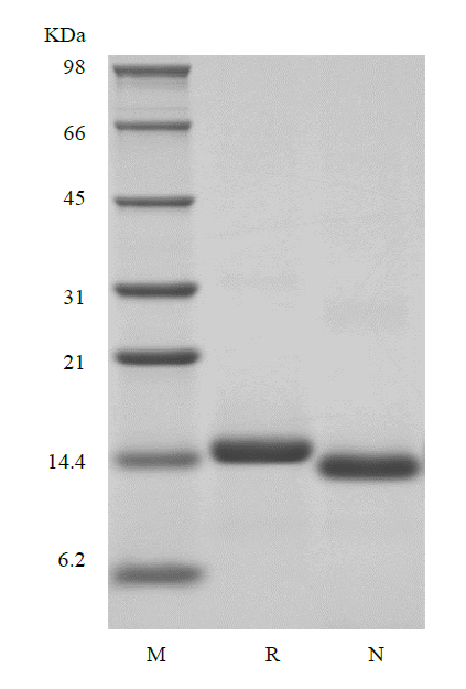 Recombinant Human Neurotrophin-4