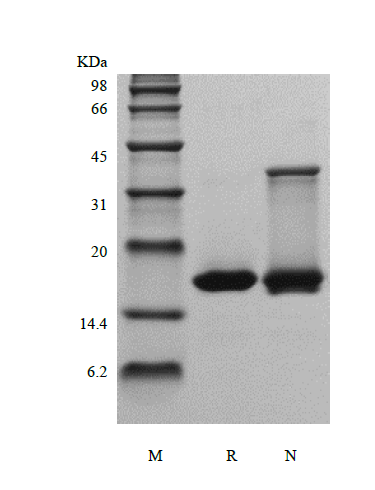 Recombinant Human Glia Maturation Factor beta