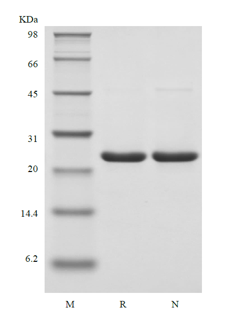 Recombinant Human Ciliary Neurotrophic Factor