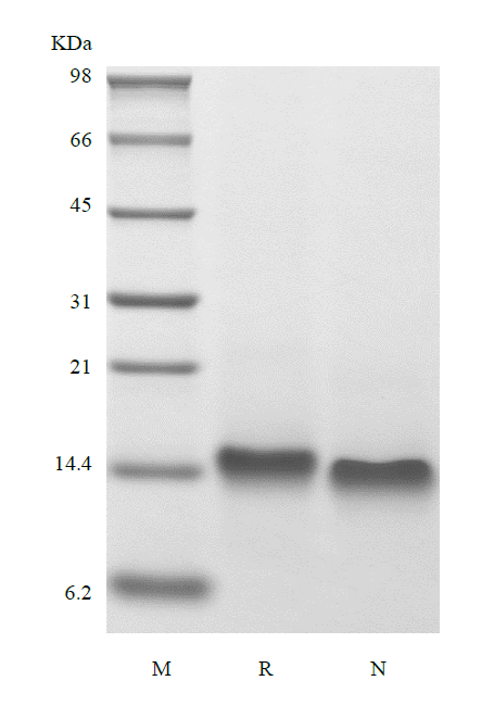 Recombinant Human Betacellulin