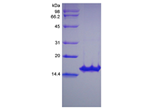 Recombinant Human Glial Cell Line-derived Neurotrophic Factor