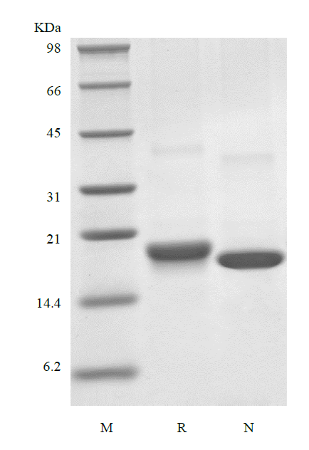 Recombinant Human Mesencephalic Astrocyte-Derived Neurotrophic Factor