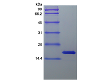 Recombinant Human Midkine