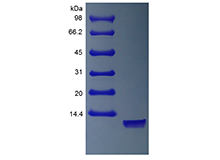 Recombinant Human Neuregulin 1-alpha EGF Domain