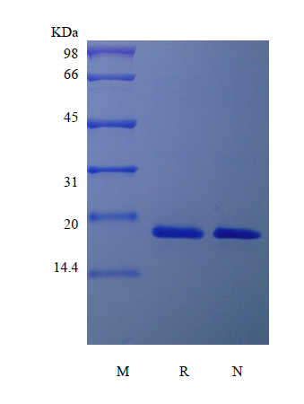 Recombinant Human Pleiotrophin