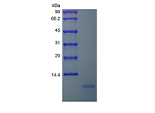 Recombinant Human Neuritin