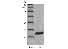 Recombinant Human Persephin