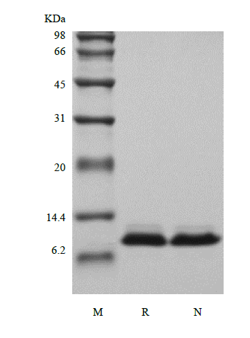 Recombinant Human NT-pro-BNP