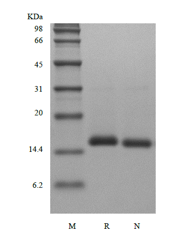 Recombinant Human Bone Morphogenetic Protein 7