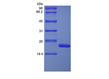 Recombinant Rhesus Macaque Interleukin-1 alpha