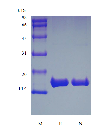 Recombinant Rhesus Macaque Interleukin-1 beta