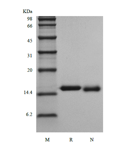 Recombinant Rhesus Macaque Interleukin-3