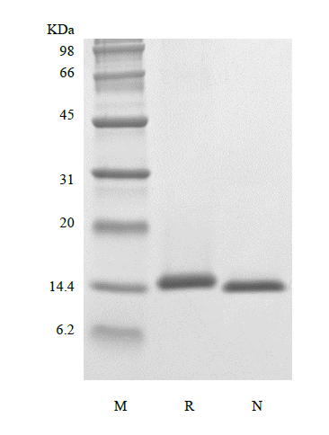 Recombinant Rhesus Macaque Interleukin-4