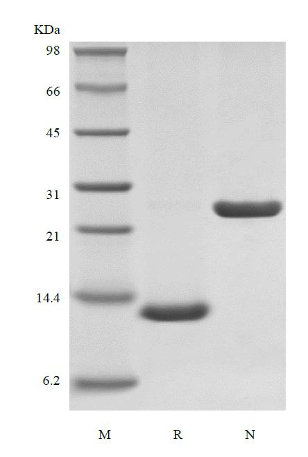 Recombinant Rhesus Macaque Interleukin-5