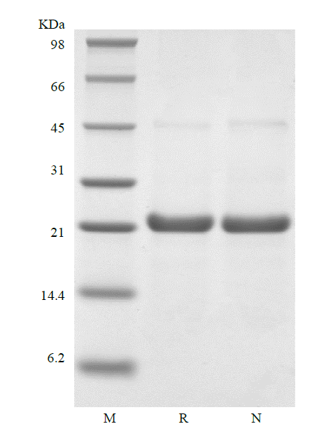 Recombinant Rhesus Macaque Interleukin-6