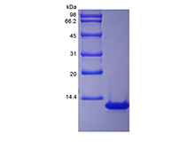 Recombinant Rhesus Macaque Interleukin-8/CXCL8