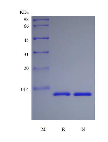 Recombinant Rhesus Macaque Interleukin-13